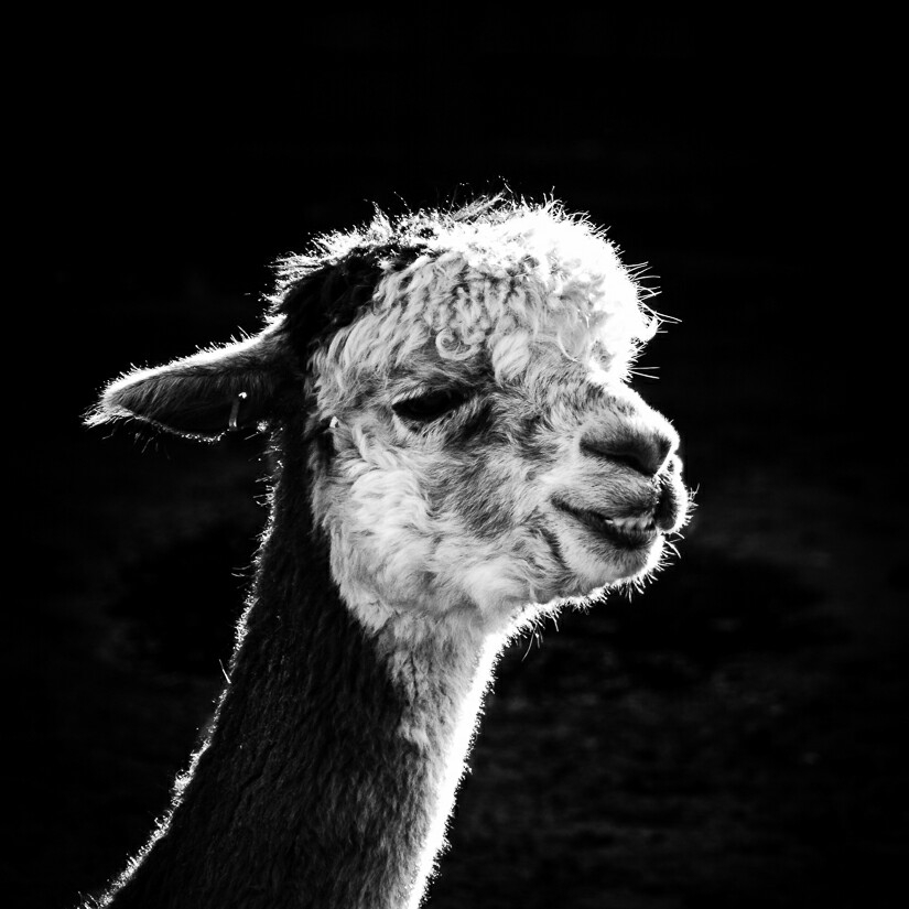 This is an alpacha looking llama